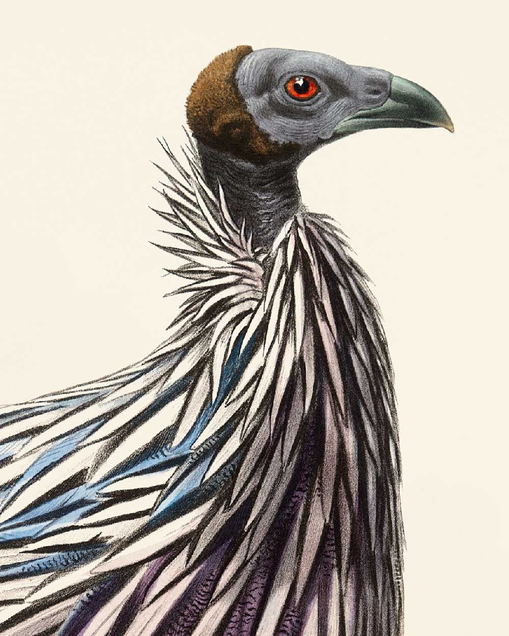 Vulturine Guineafowl Art Print