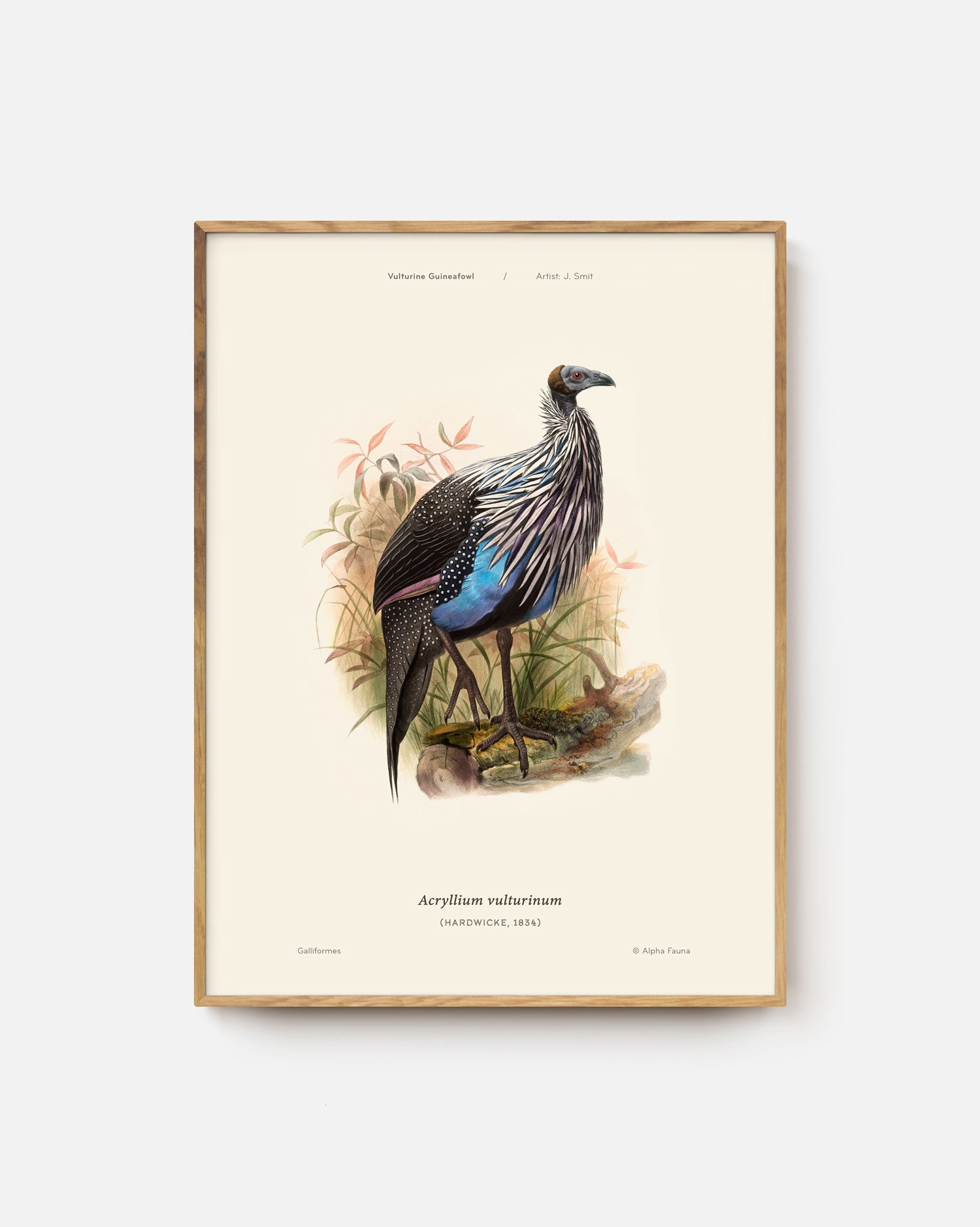 Vulturine Guineafowl Art Print