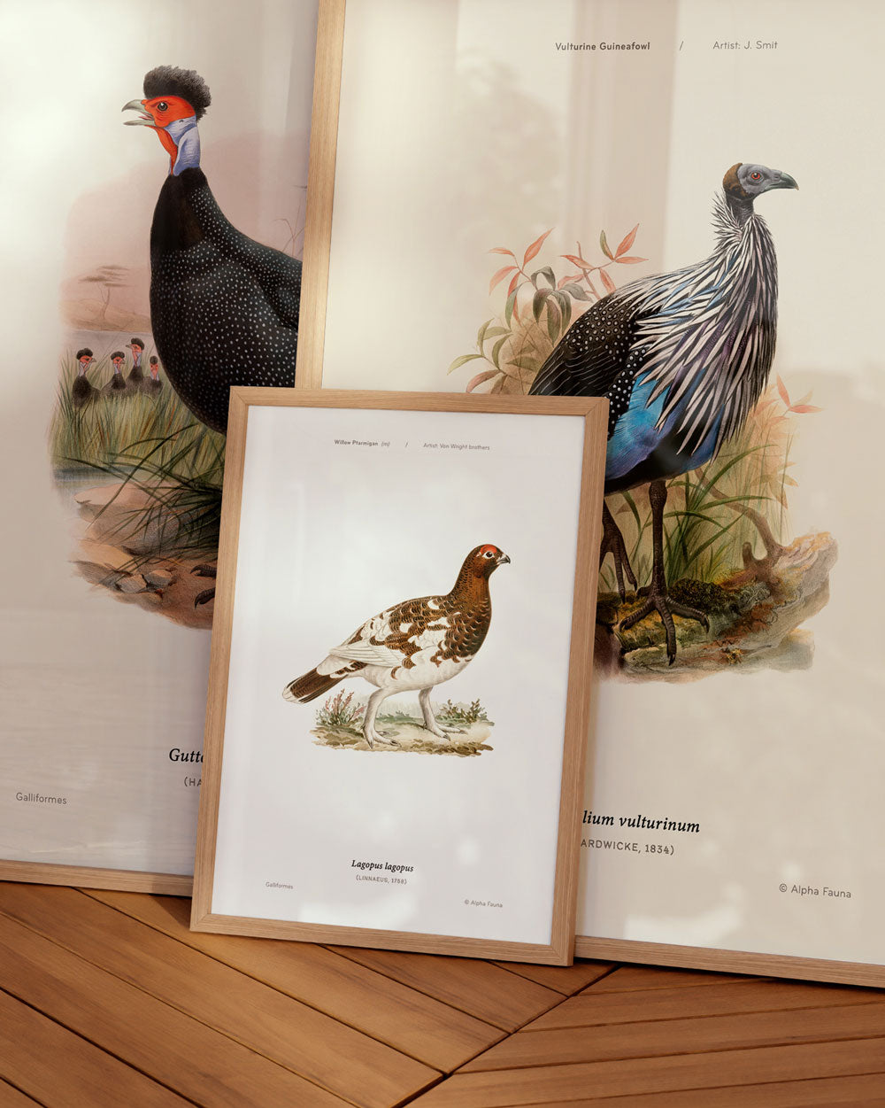 Vulturine Guineafowl Art Print
