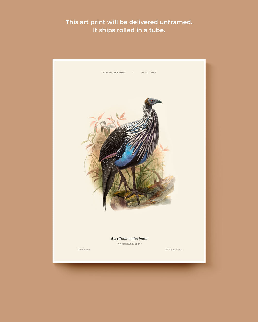 Vulturine Guineafowl Art Print
