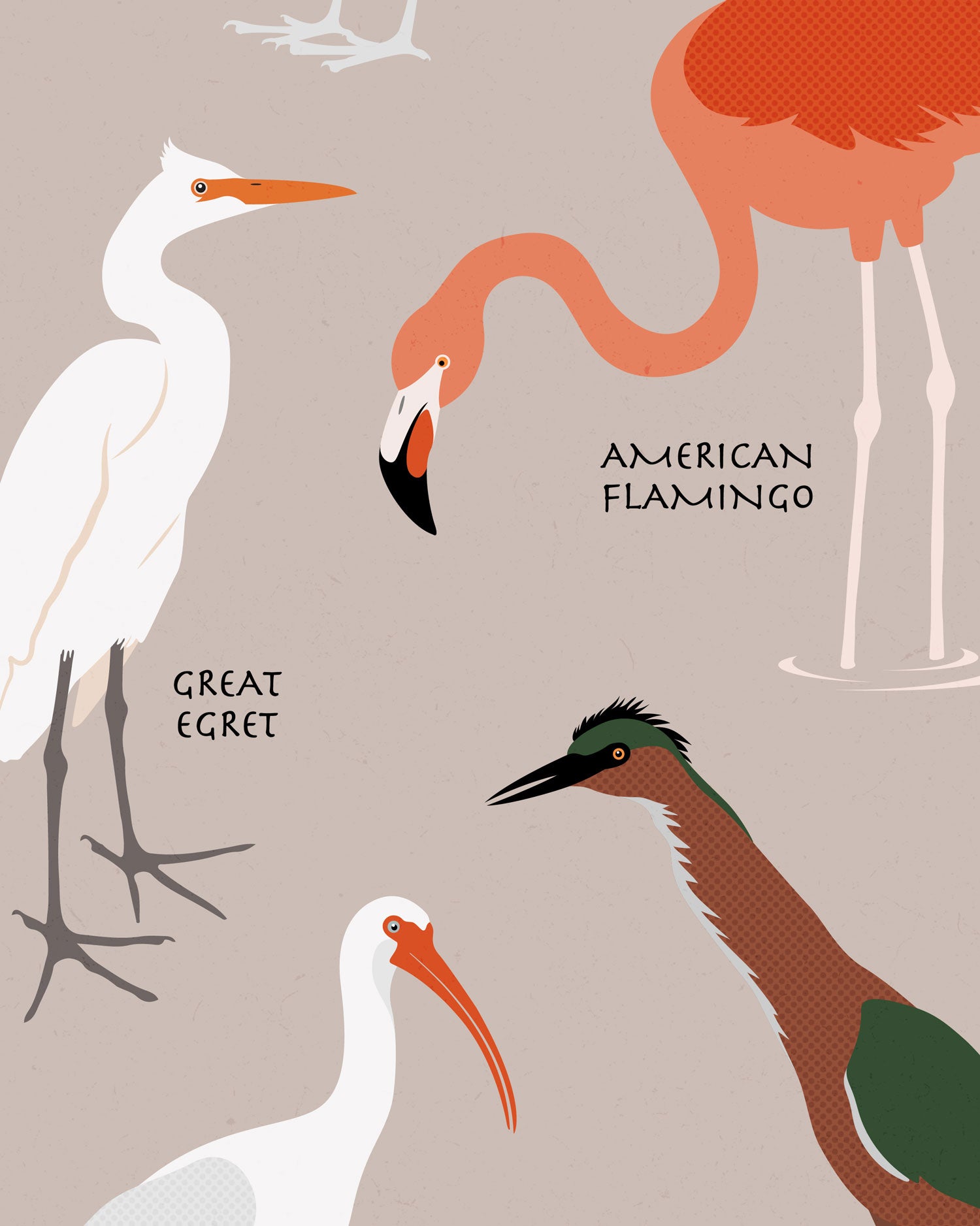 Wading Birds Of North America Art Print