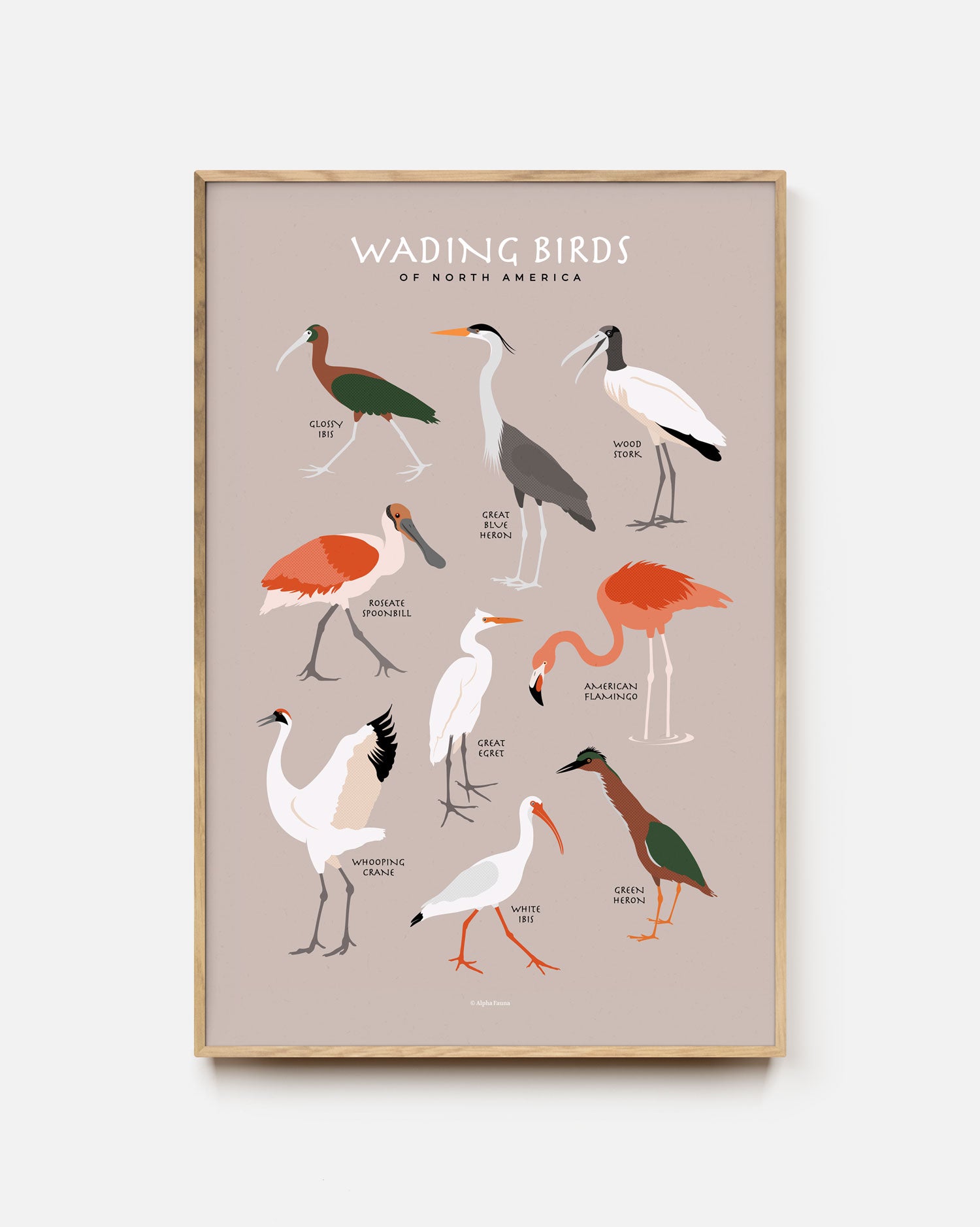 Wading Birds Of North America Art Print