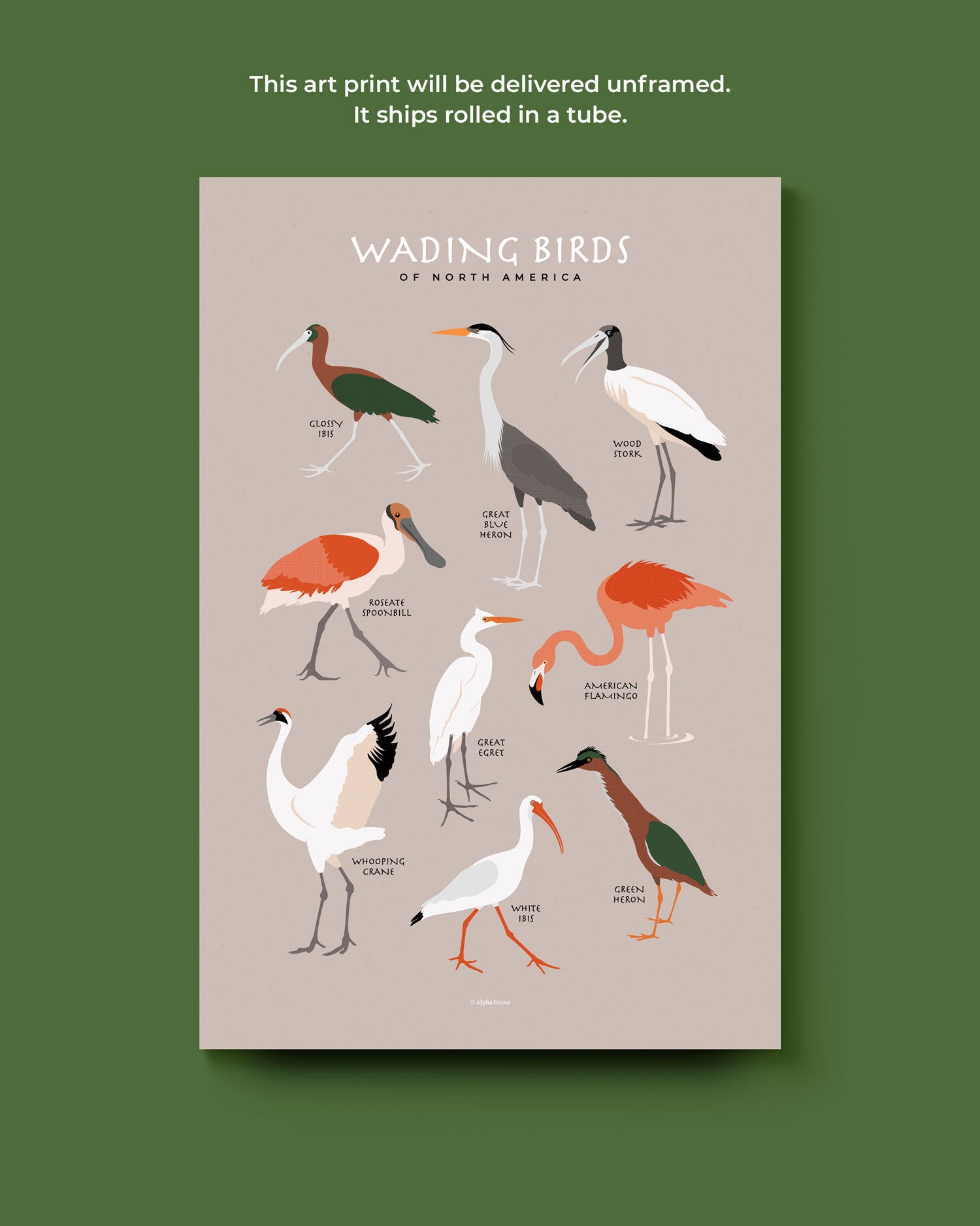 Wading Birds Of North America Art Print