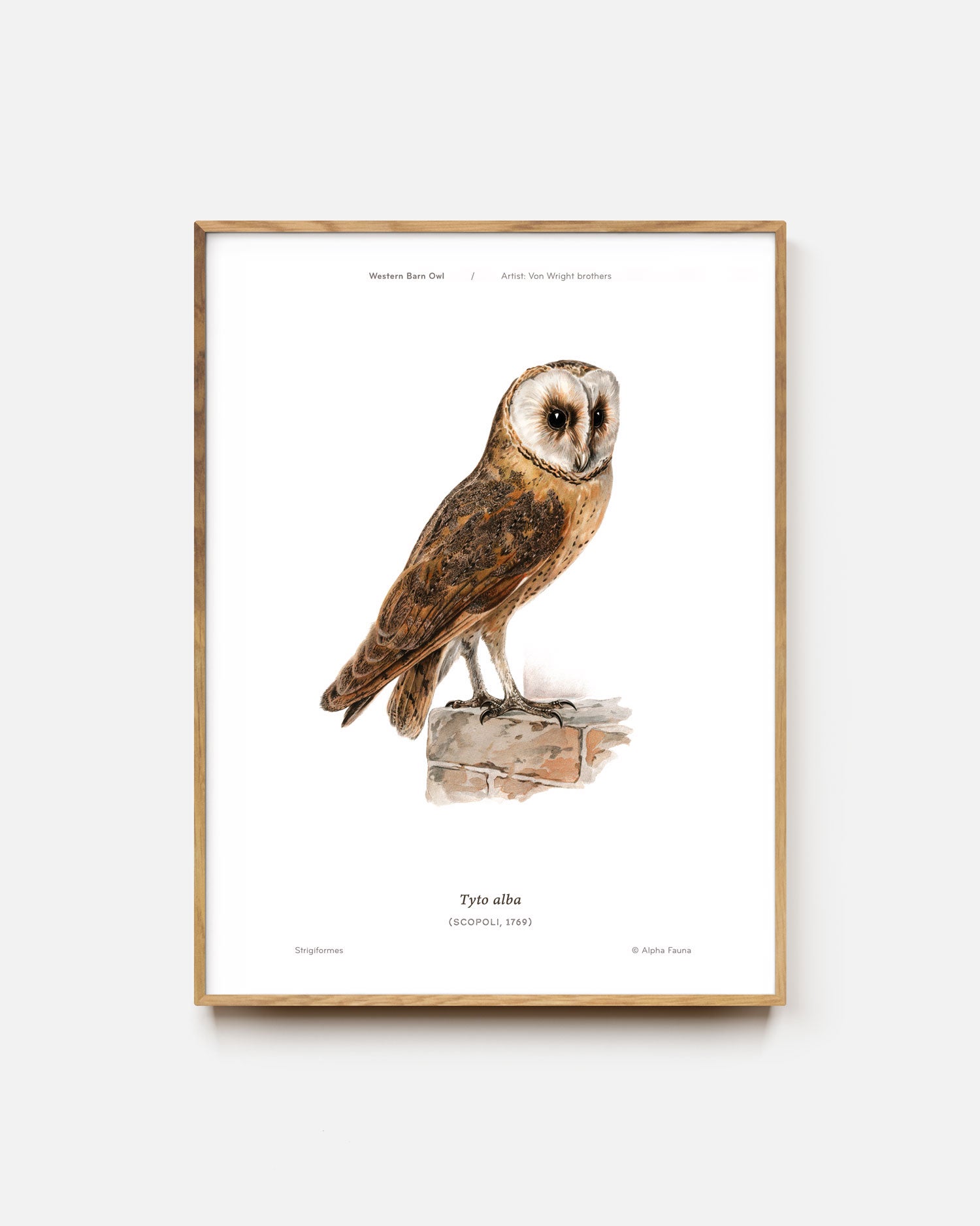 Western Barn Owl Art Print