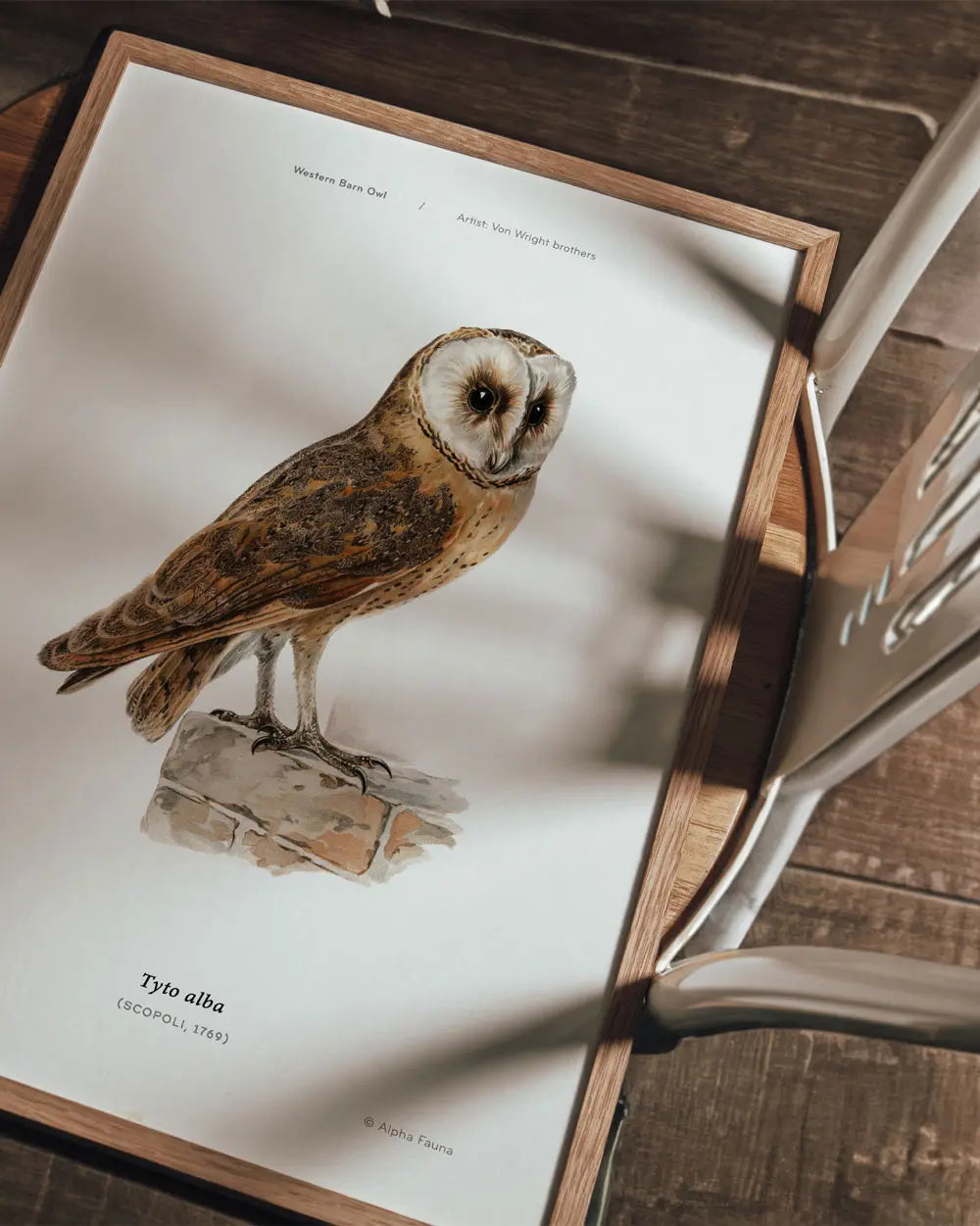 Western Barn Owl Art Print