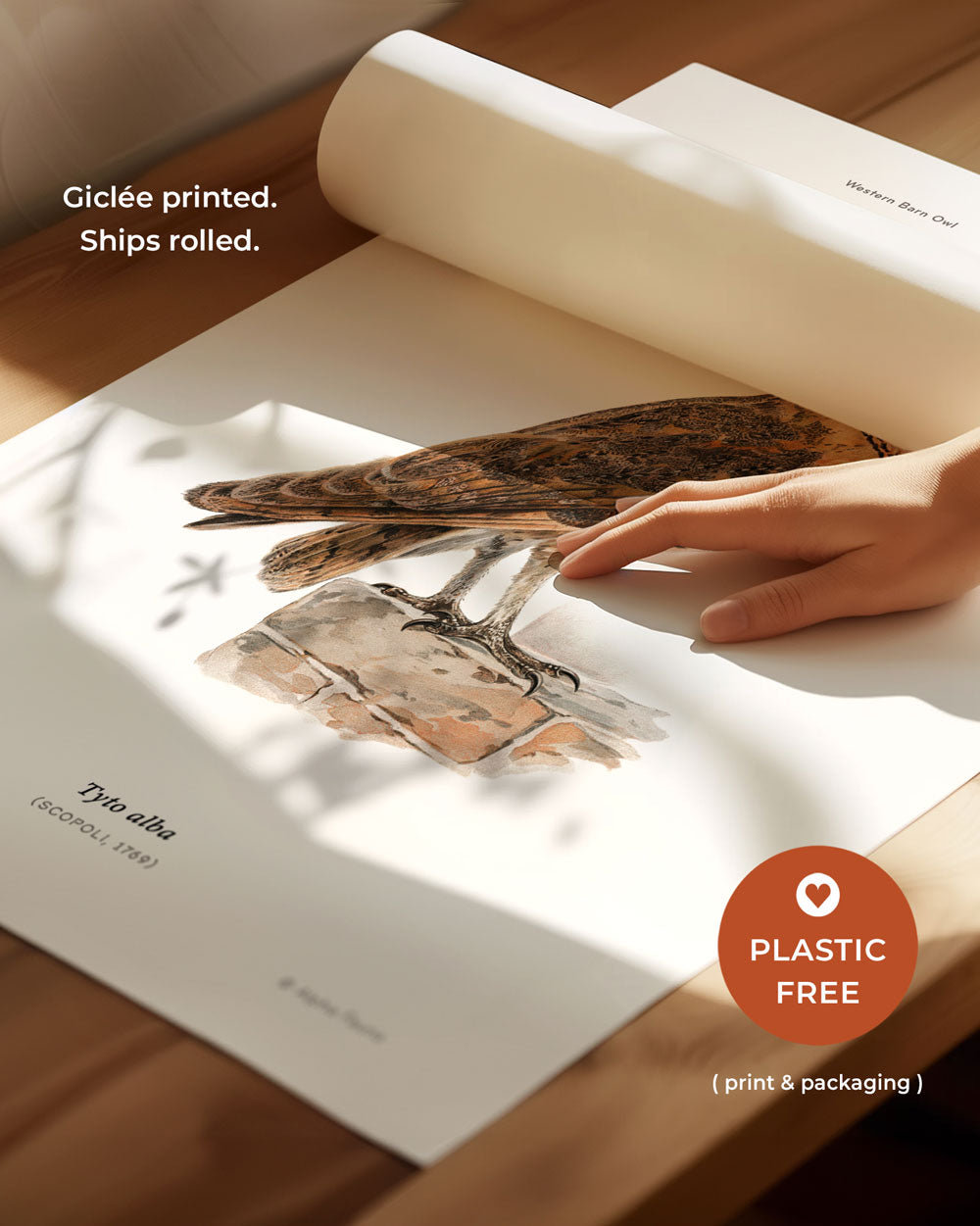 Western Barn Owl Art Print