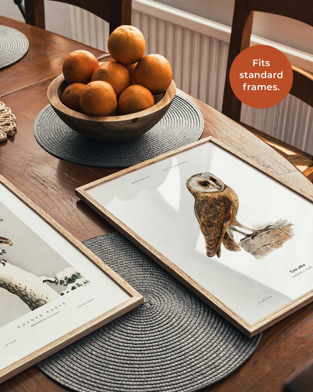 Western Barn Owl Art Print
