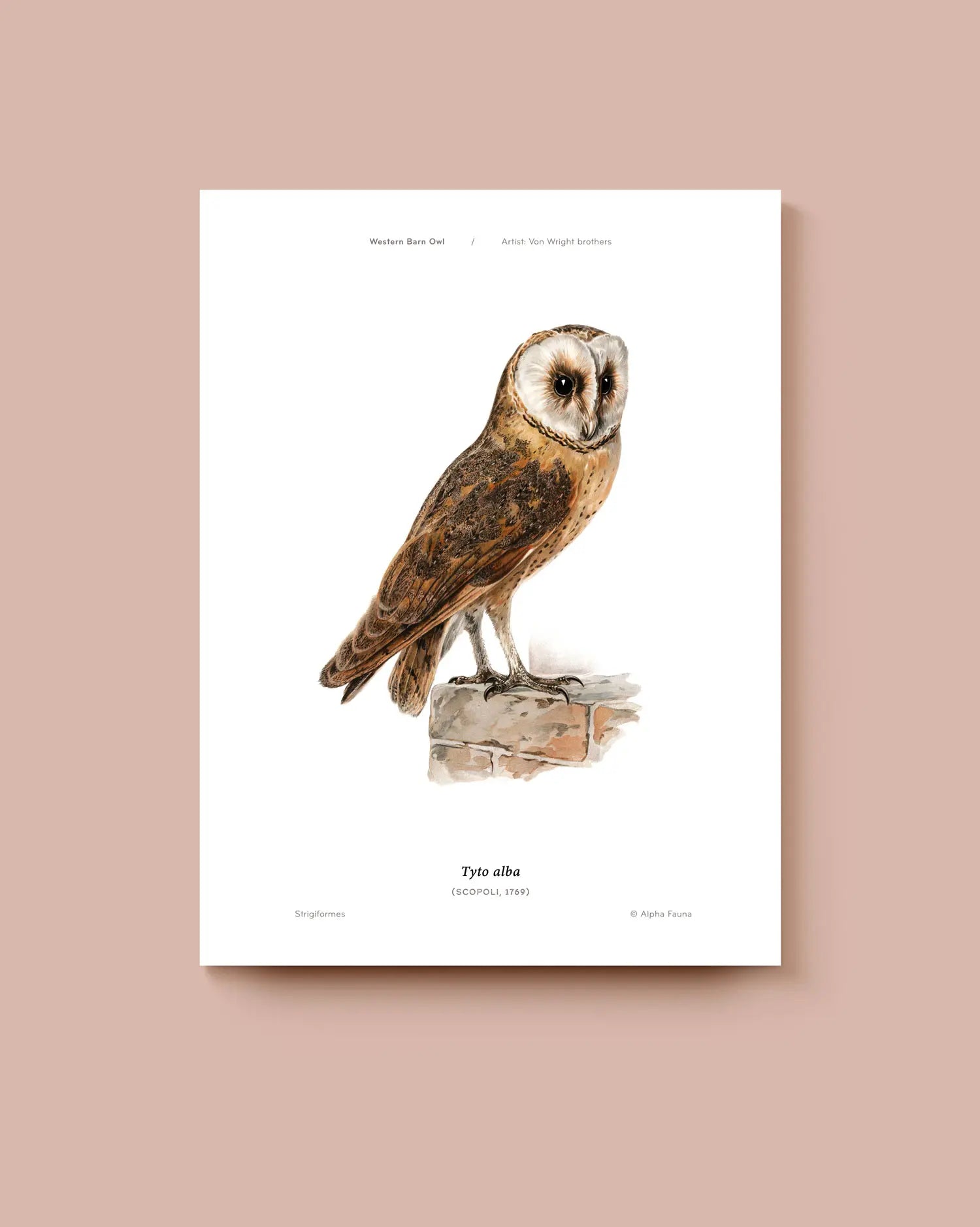 Poster of a barn owl on a white background. * Unframed print
