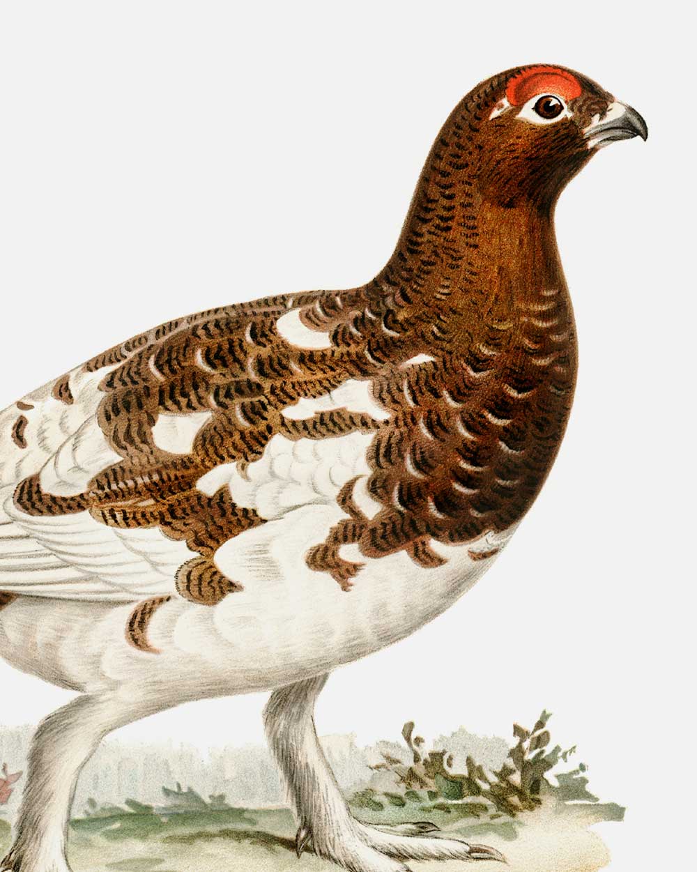 Willow Ptarmigan Art Print