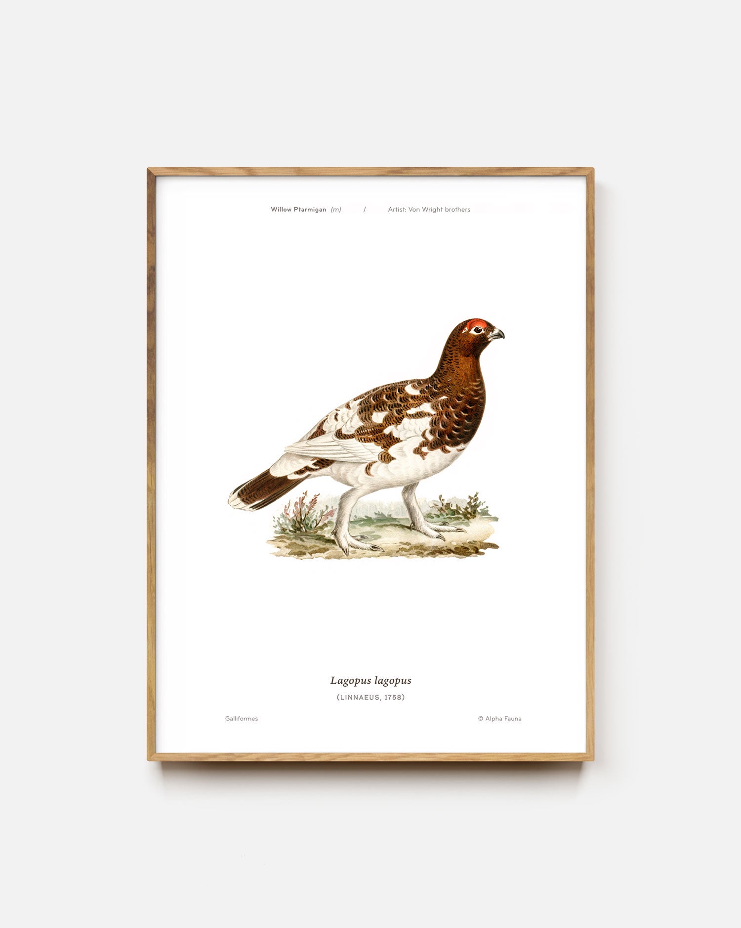 Willow Ptarmigan Art Print