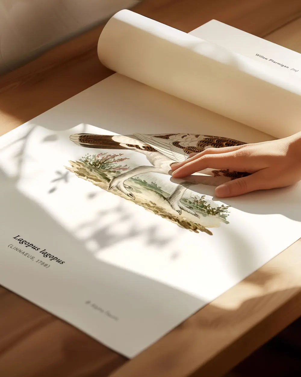 Willow Ptarmigan Art Print