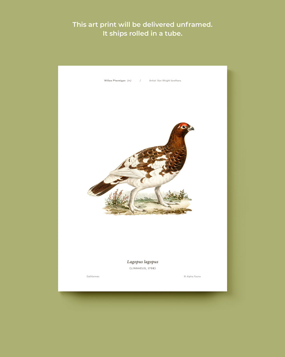 Willow Ptarmigan Art Print