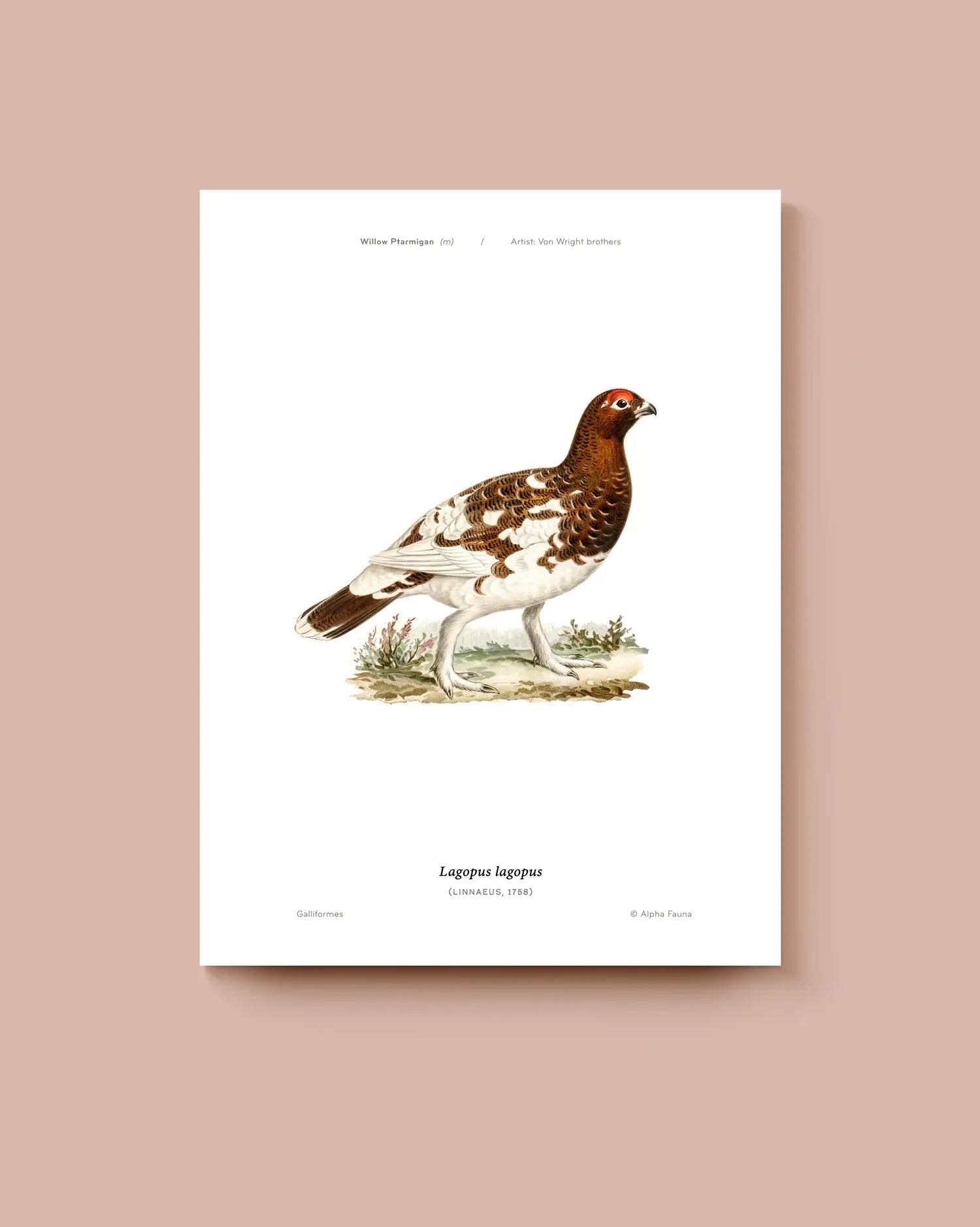 Art print of a willow ptarmigan bird on a white background. * Unframed print