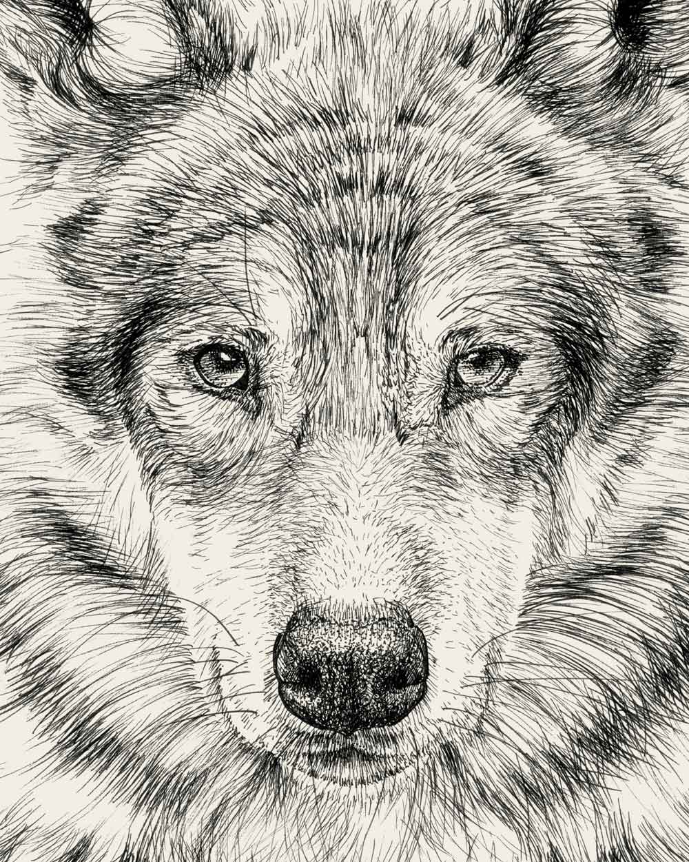 Gray Wolf Art Print