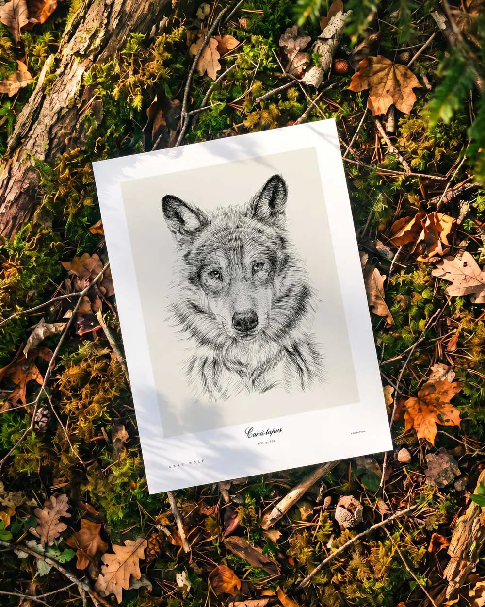 Gray Wolf Art Print