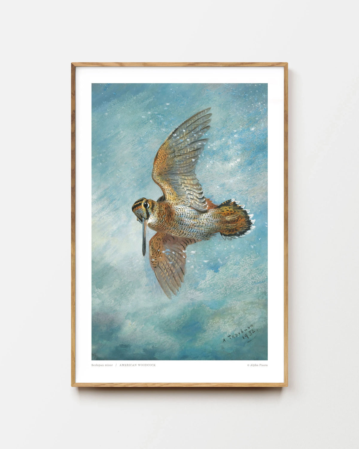 Woodcock in Flight Art Print