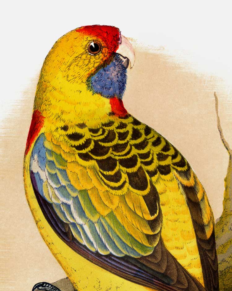 Yellow Rosella Art Print