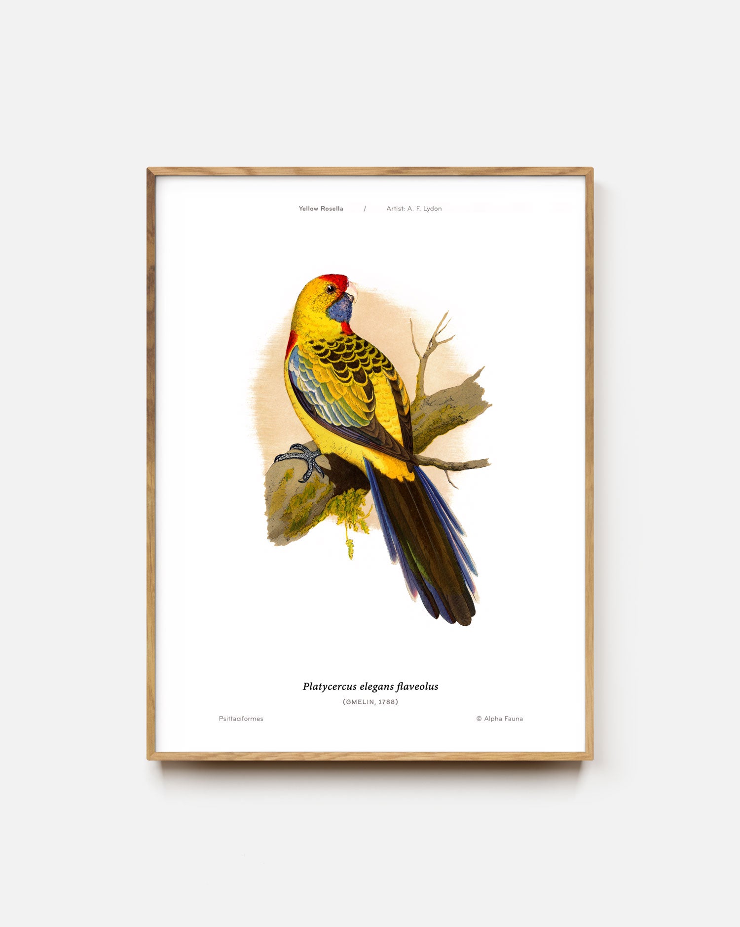 Yellow Rosella Art Print