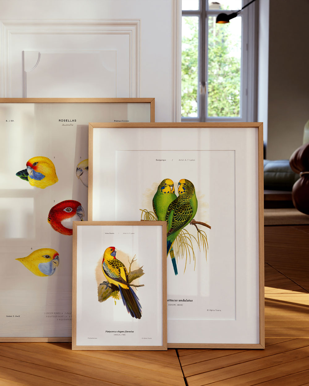 Yellow Rosella Art Print