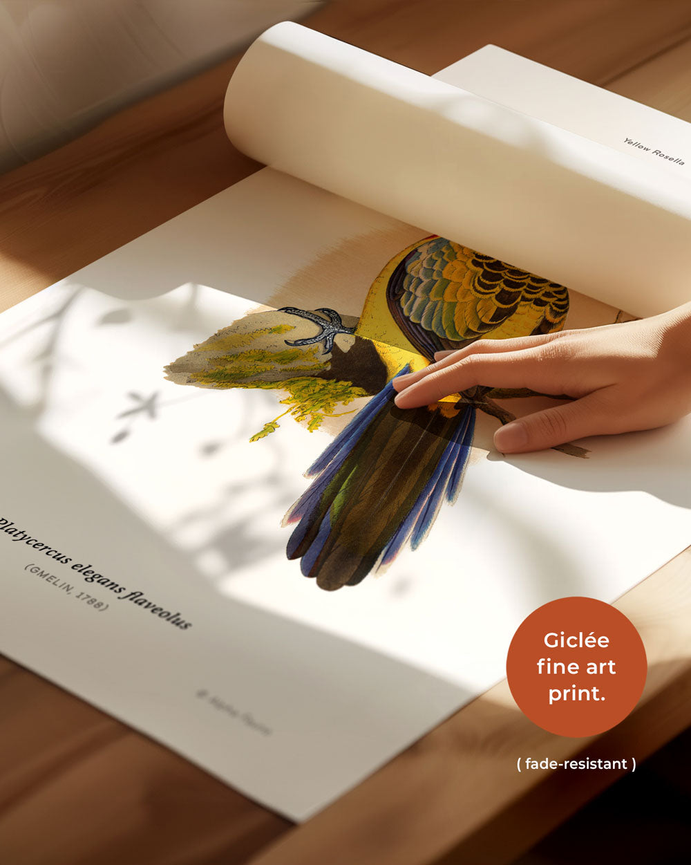 Yellow Rosella Art Print