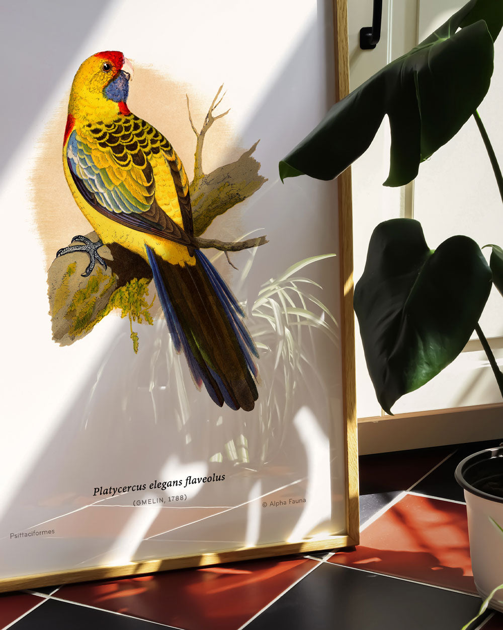 Yellow Rosella Art Print