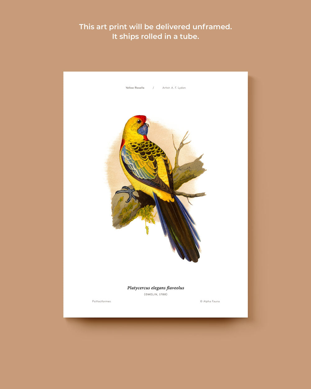 Yellow Rosella Art Print