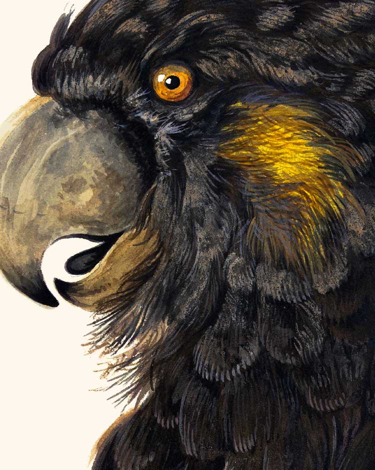 Yellow-Tailed Black Cockatoo Portrait Art Print
