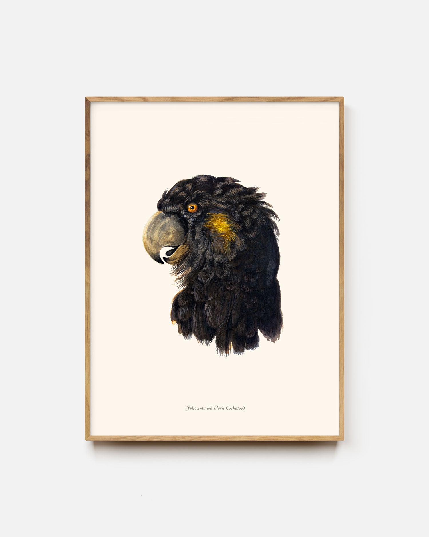Yellow-Tailed Black Cockatoo Portrait Art Print