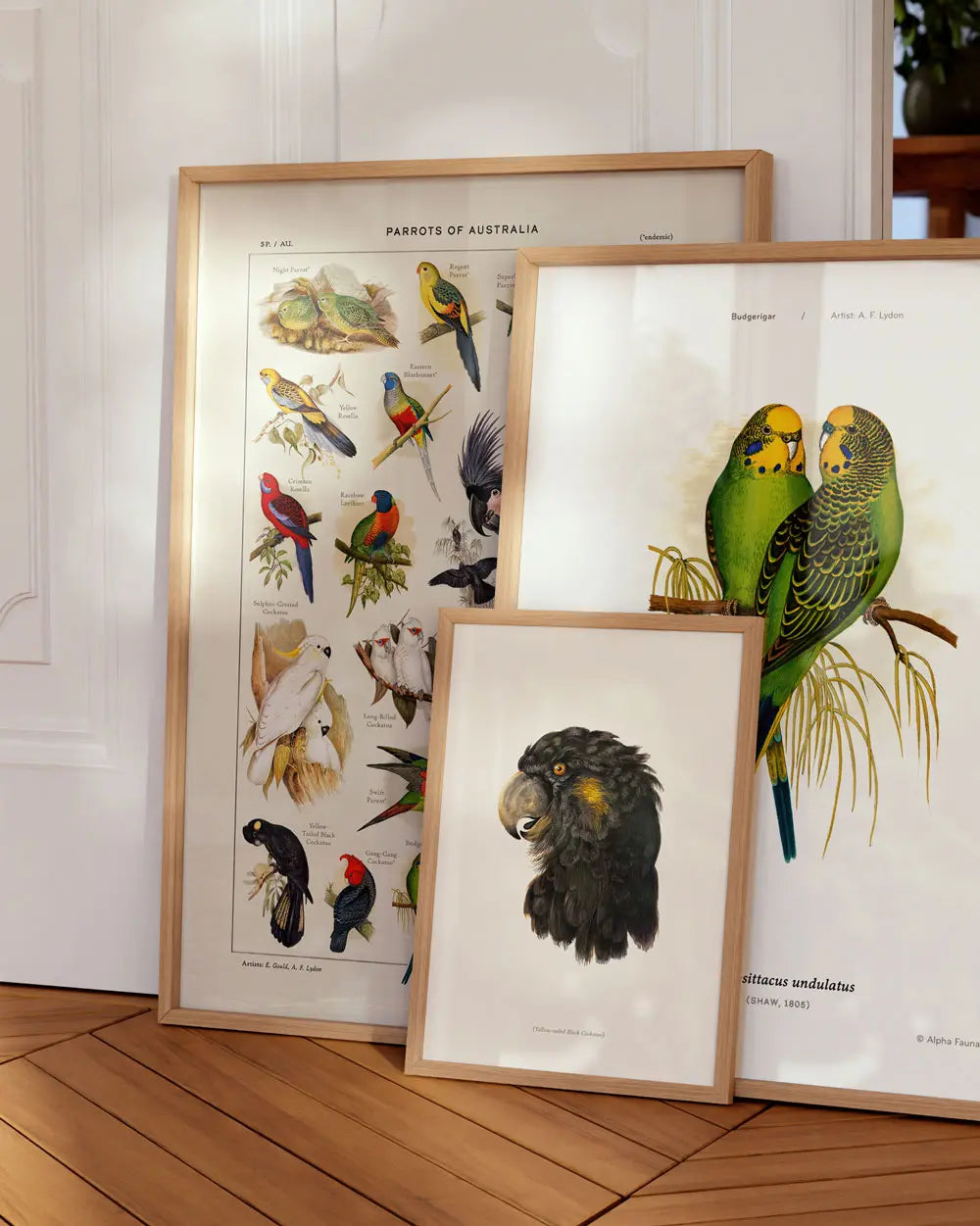 Yellow-Tailed Black Cockatoo Portrait Art Print