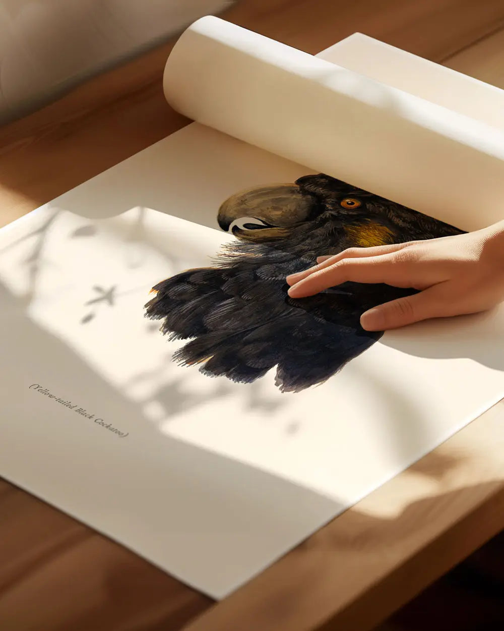 Yellow-Tailed Black Cockatoo Portrait Art Print