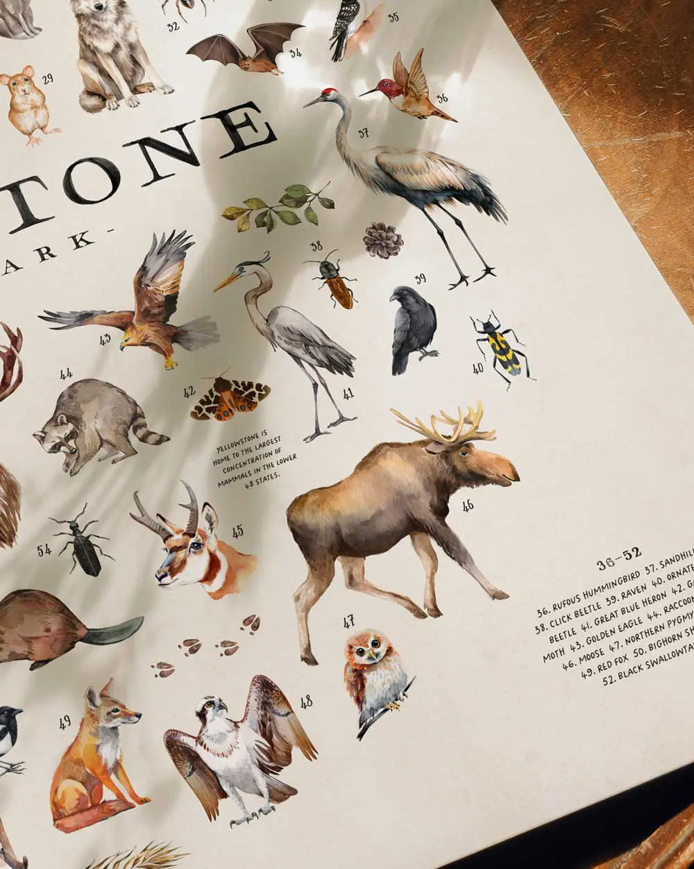 Wildlife of Yellowstone Art Print