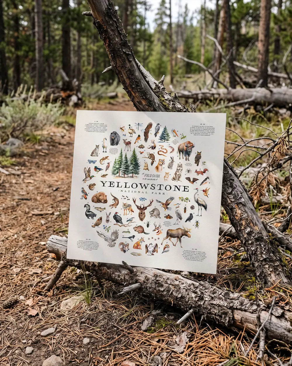 Wildlife of Yellowstone Art Print