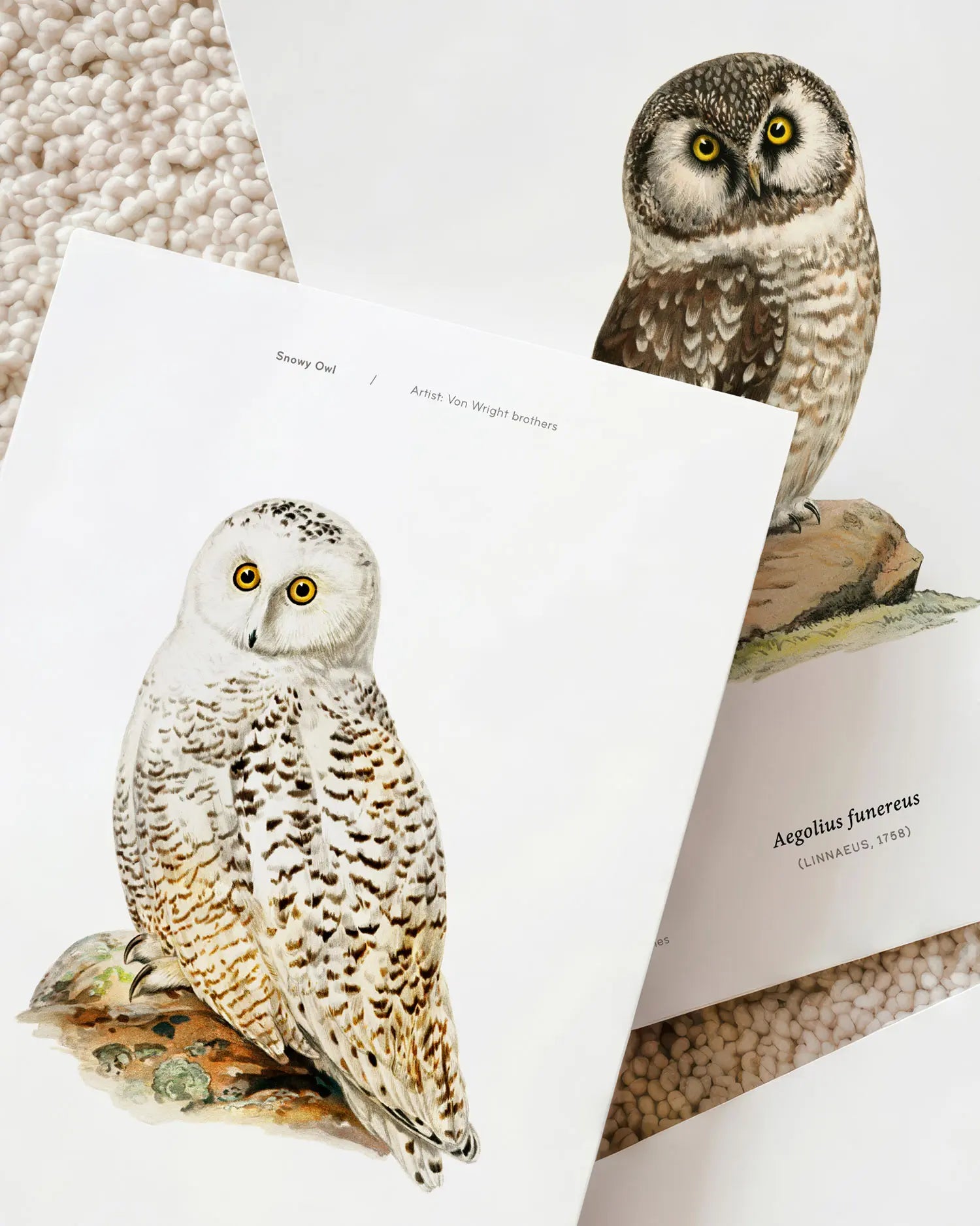 Owls of the North Set of Five Art Prints