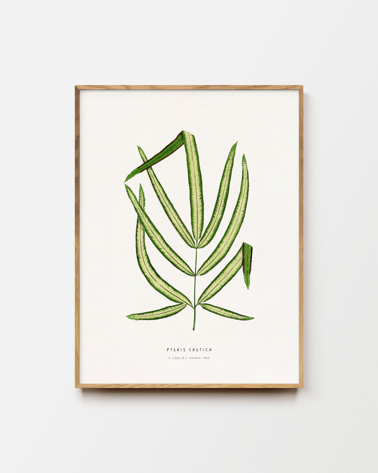 Cretan Brake Fern Art Print